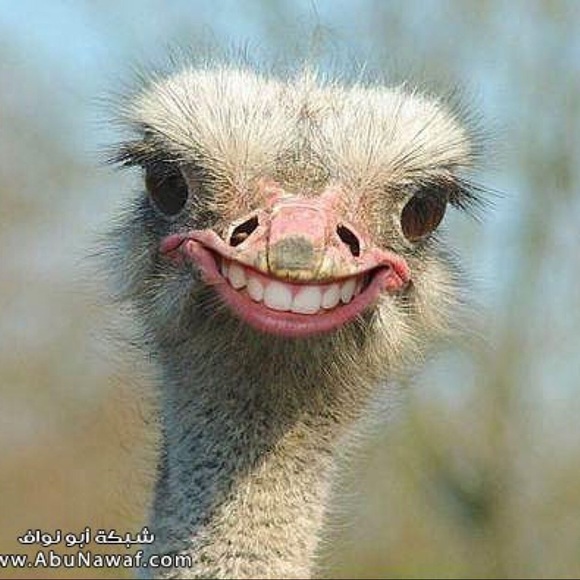 ostrichguy